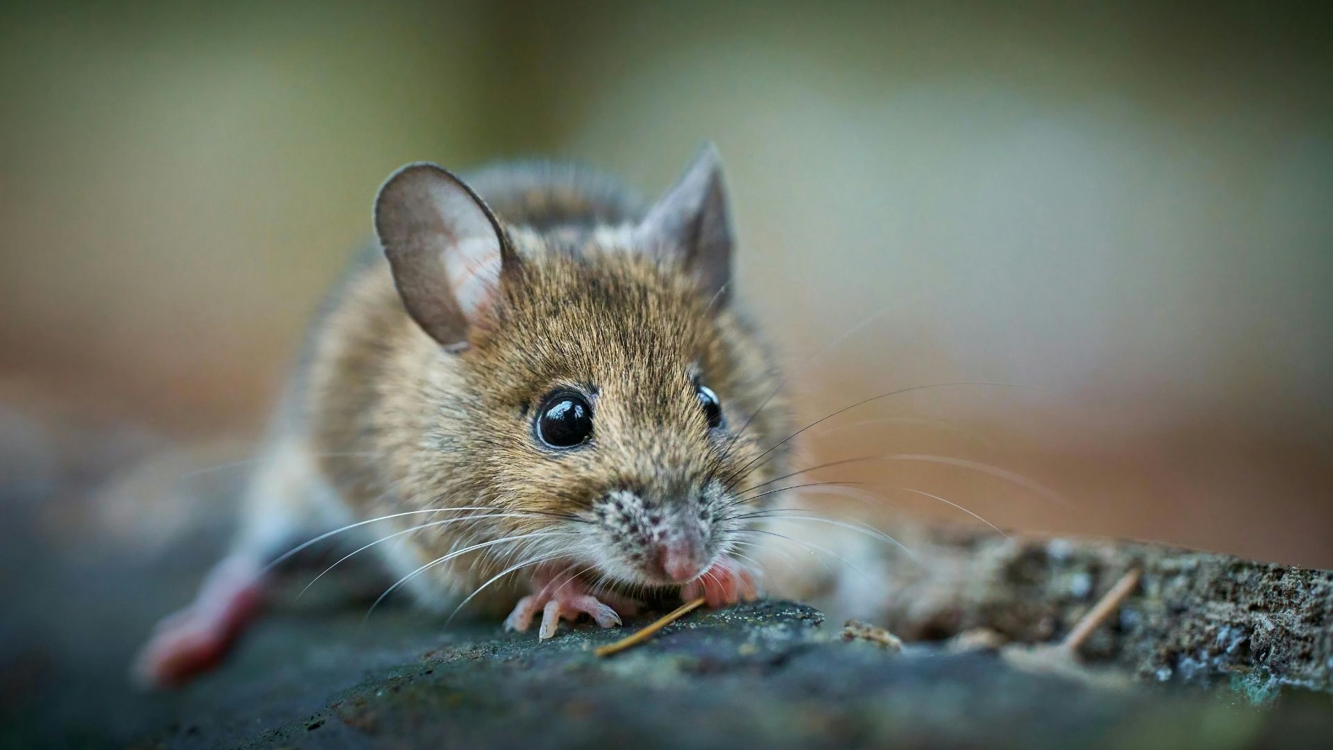 Mäusebekämpfung Übach-Palenberg - Kammerjäger Übach-Palenberg - Schädlingsbekämpfung - Wespen - Ameisen - Ratten - Mäuse - Silberfische - Motten - Tauben - Marder - Fliegen - Schädlinge bekämpfen